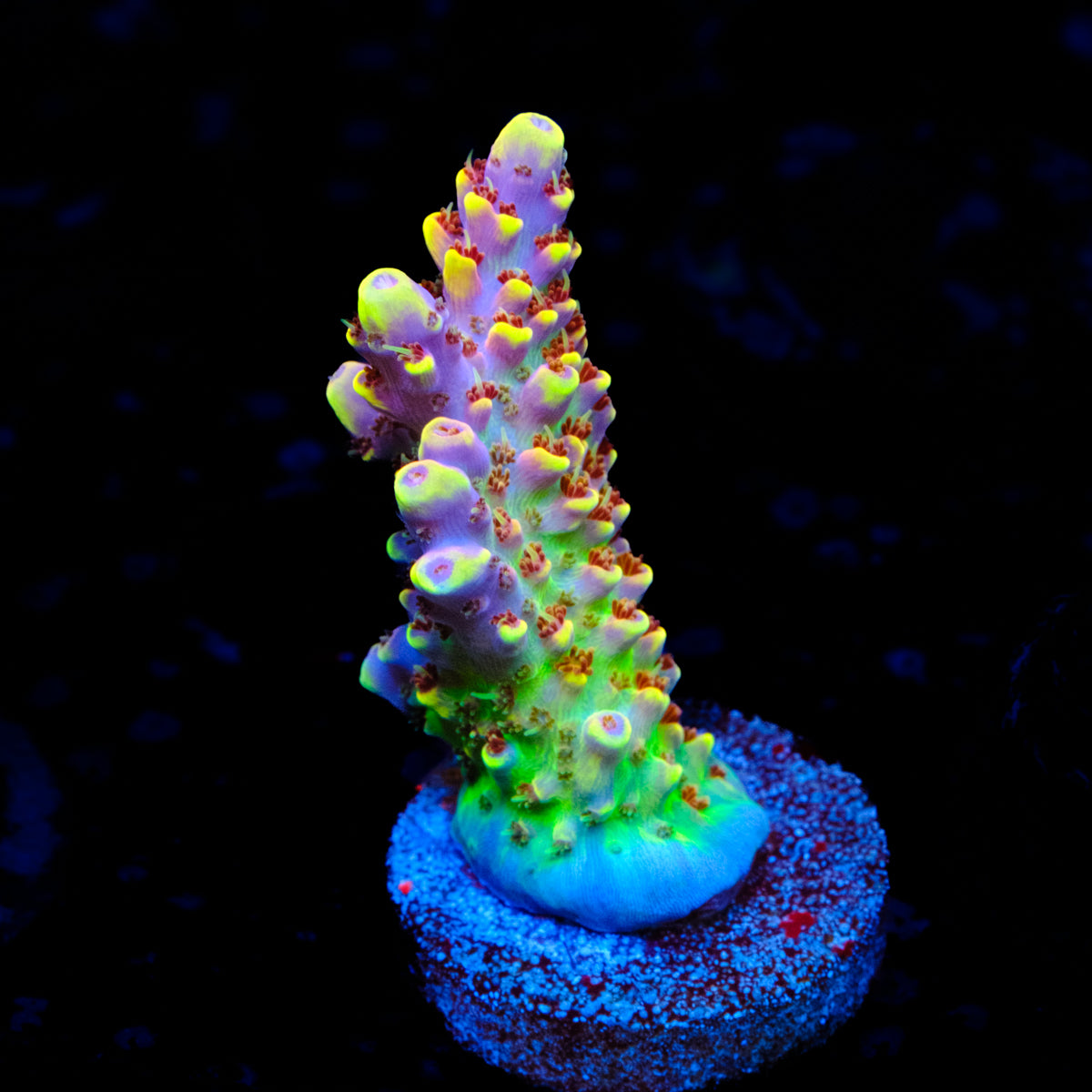 DCA Field of Dreams Acropora WYSIWYG - Q1