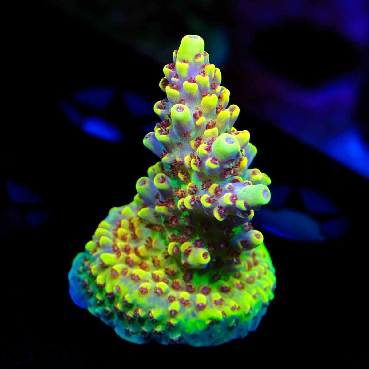 DCA Field of dreams Acropora WYSIWYG - C2
