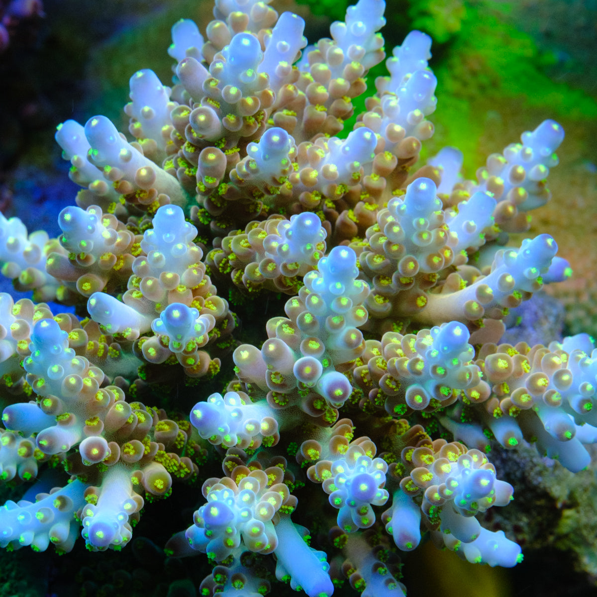 Defugiums Morning Star Acropora