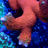 Forest Fire Montipora Digitata