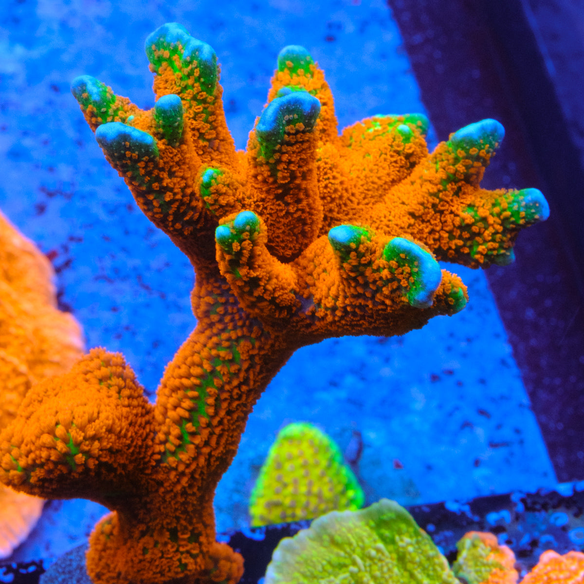 Forest Fire Montipora Digitata