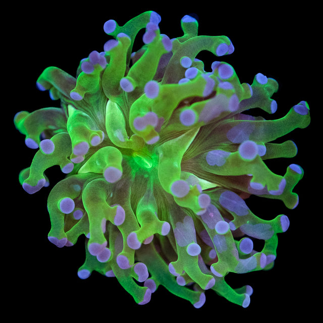 Frogspawn Shape Frogspawn – Underwater Wonders