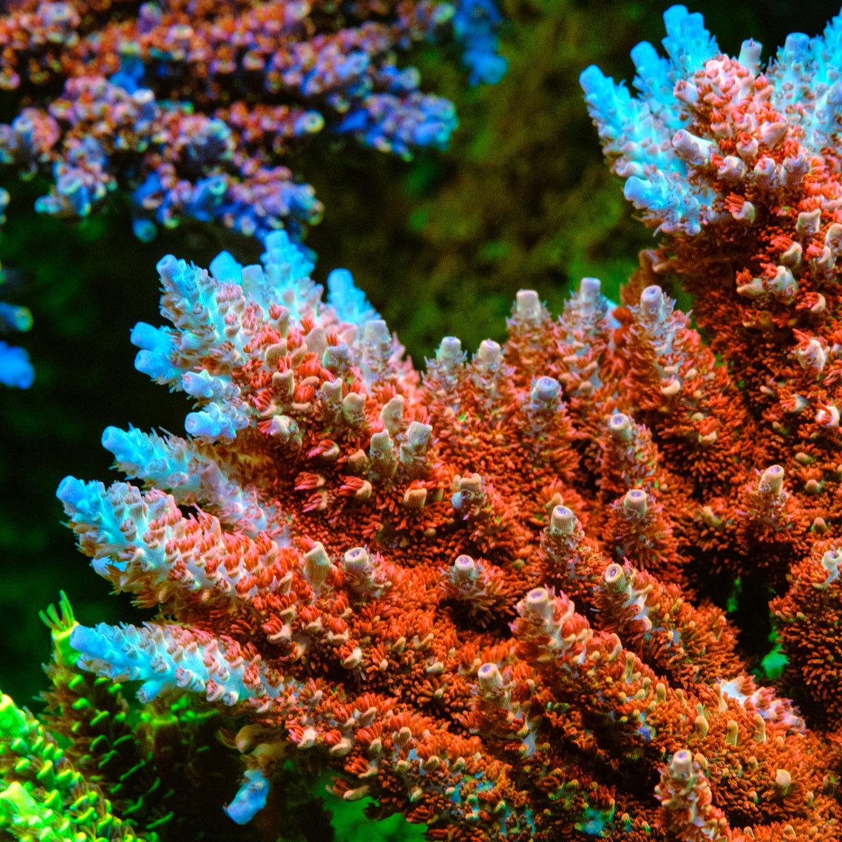GSC Cell Max Acropora