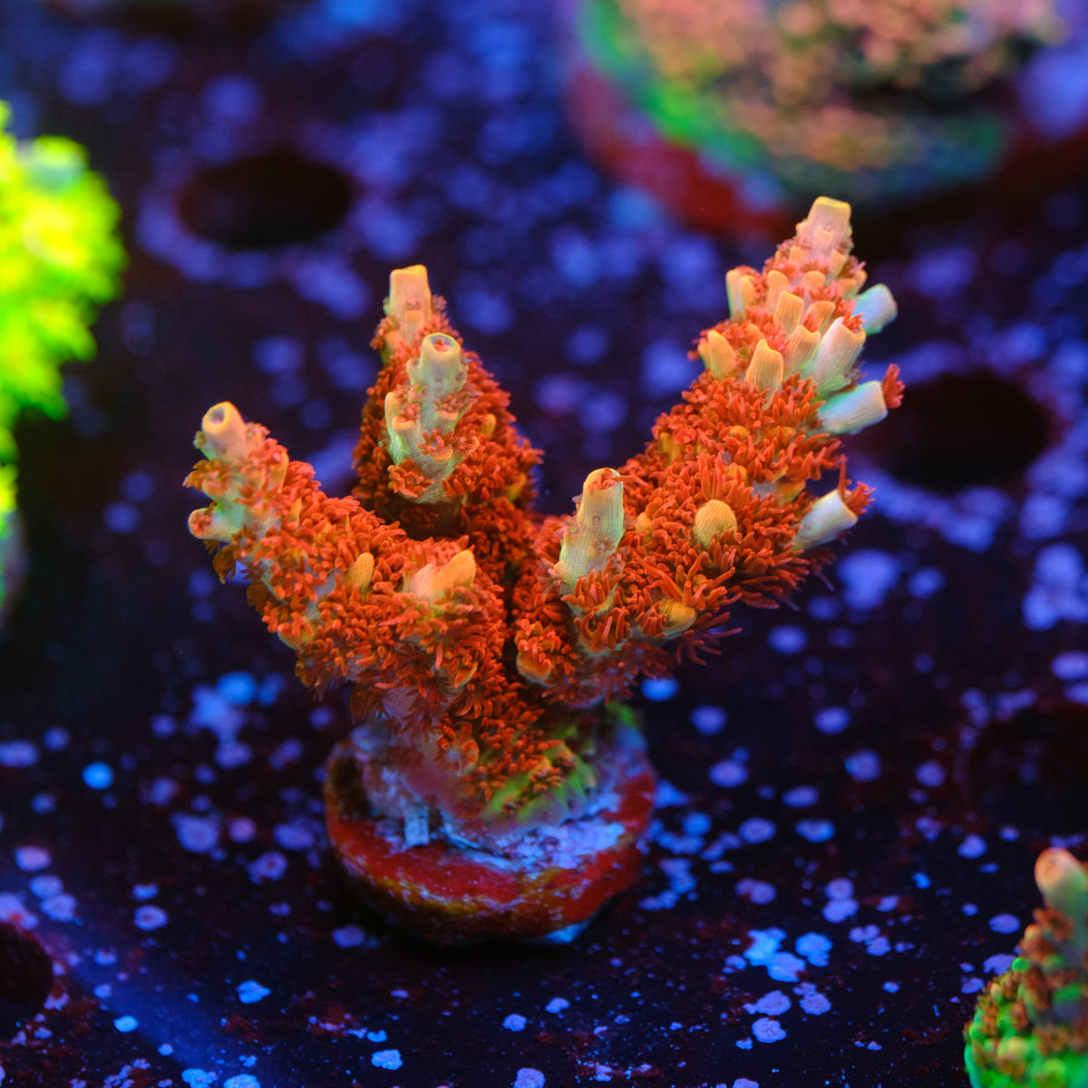 GSC Cell Max Acropora WYSIWYG - F2