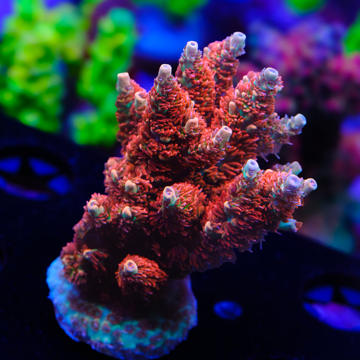 GWS Cell Max Acropora WYSIWYG - P2