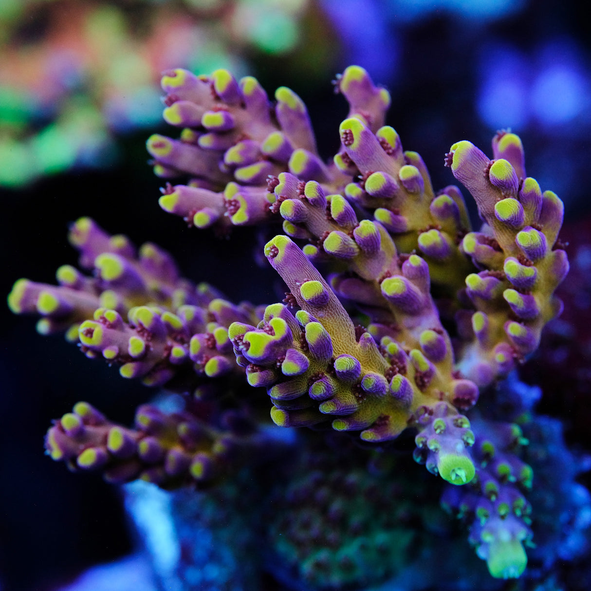 GWS Arcoiris Acropora