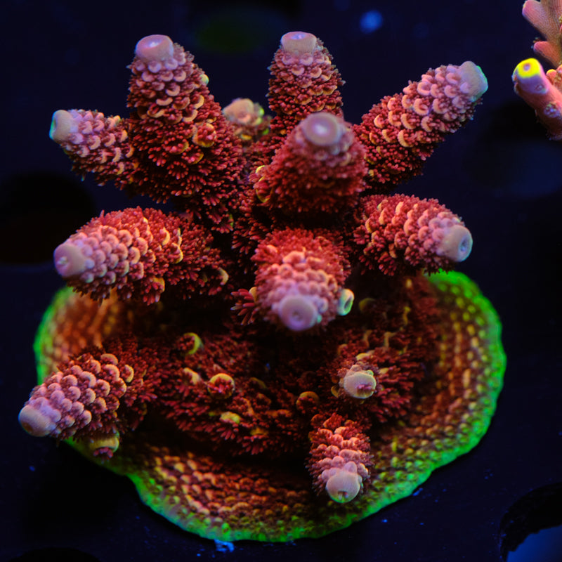 GWS Eternal Spathulata WYSIWYG - A2