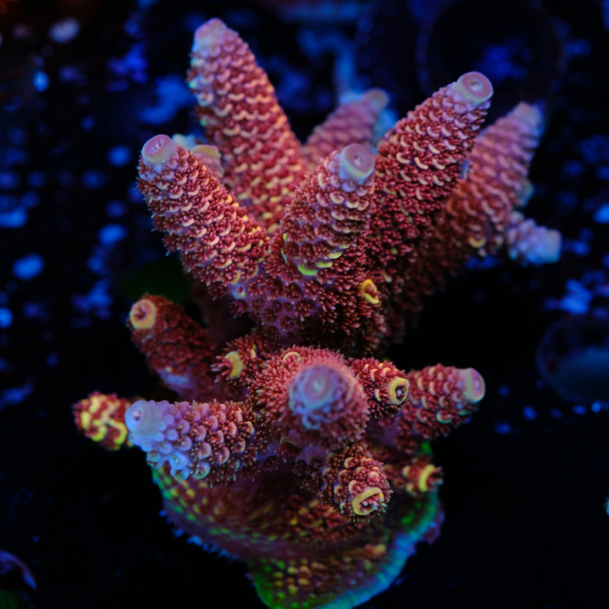 GWS Eternal Spathulata WYSIWYG - A2