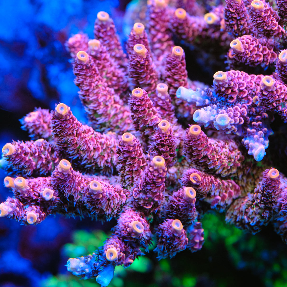 GWS Hyperion Millepora