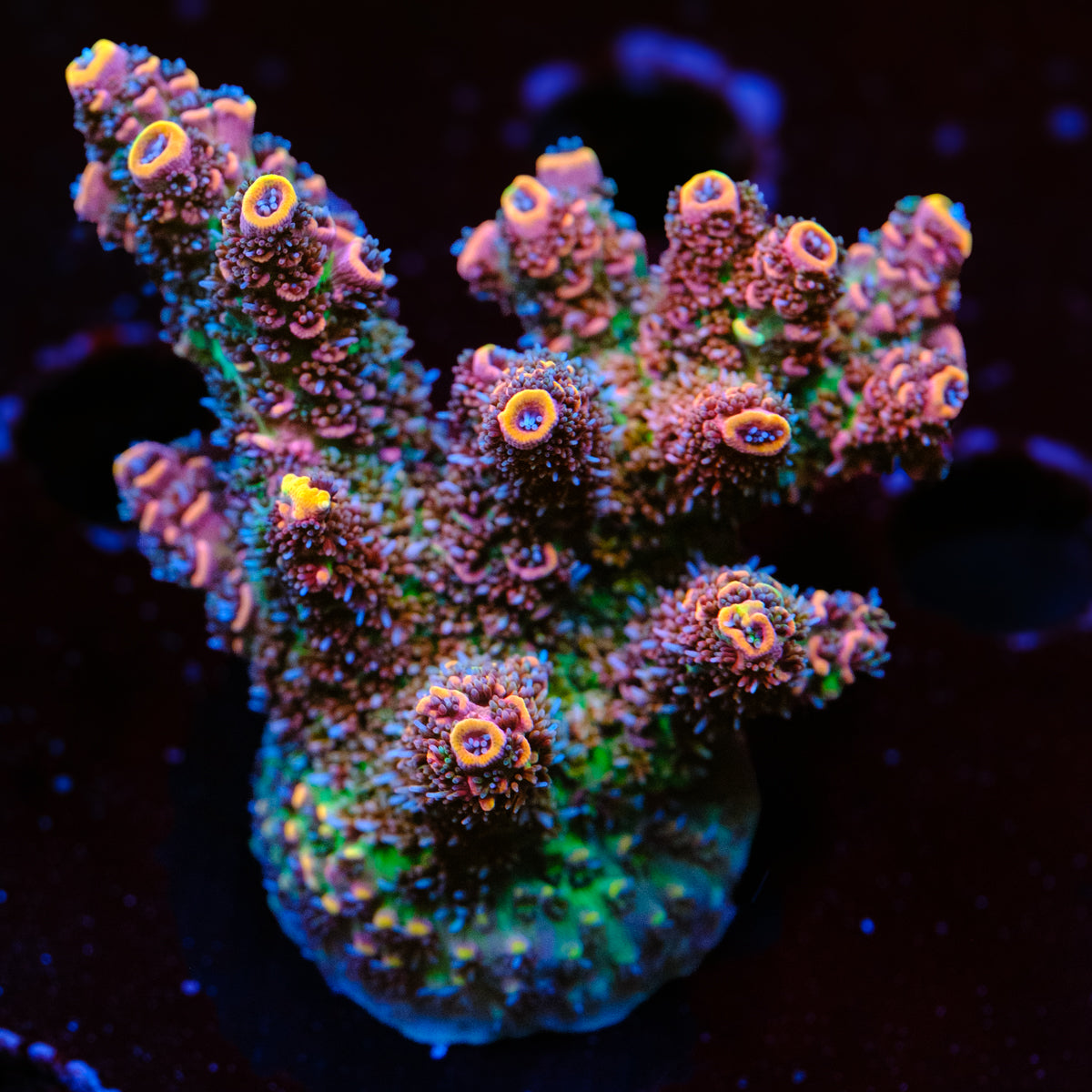 GWS Hyperion Millepora WYSIWYG - Z2