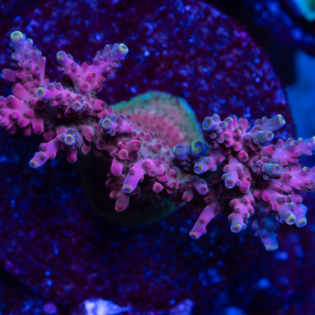 GWS Orion Acropora