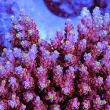 GWS Orion Acropora