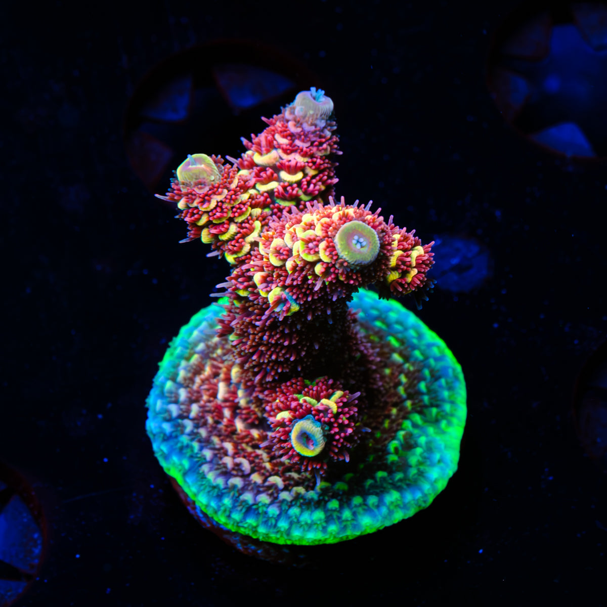GWS Eternal Spathulata WYSIWYG - K6