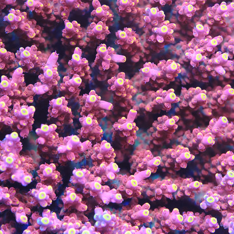 GWS Orion Acropora