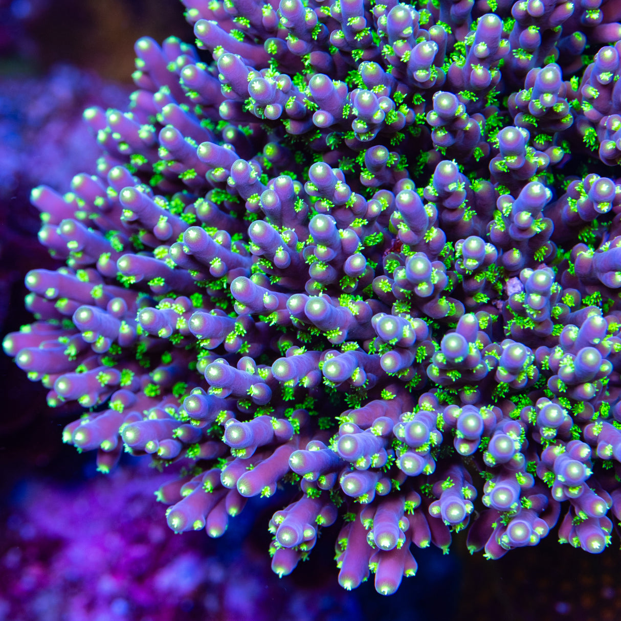 Garf Bonsai Acropora