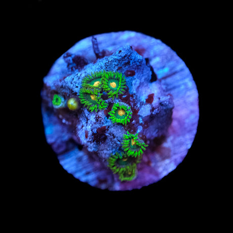 Green Bay Packers Zoanthids