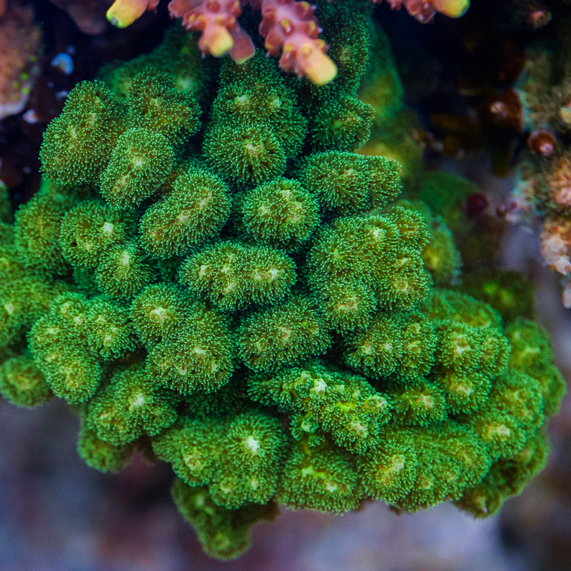 Green Pocillopora – Underwater Wonders