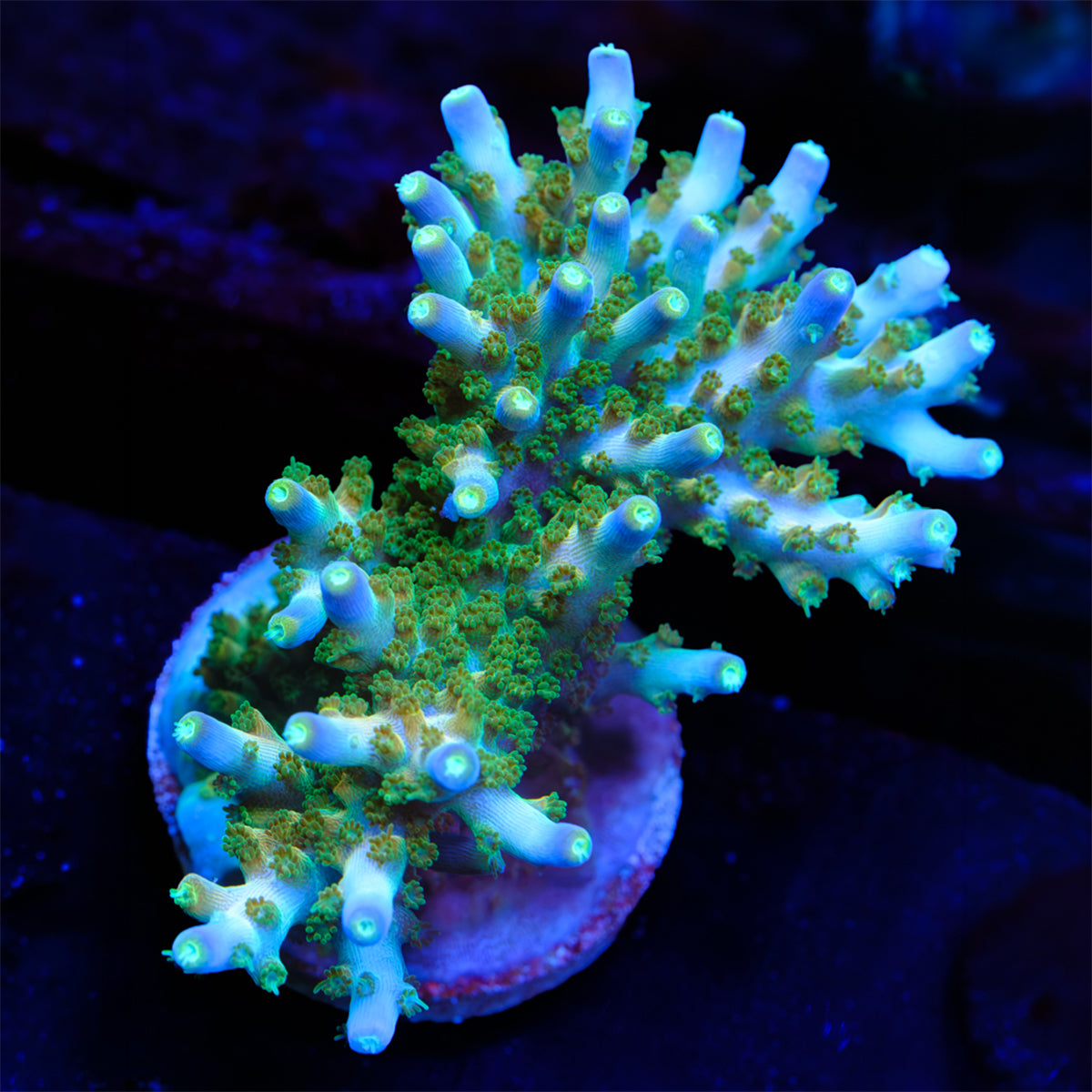 Greg C Ultimate Efflo Acropora WYSIWYG - R1