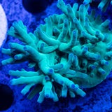 ORA Hawkins Echinata Acropora