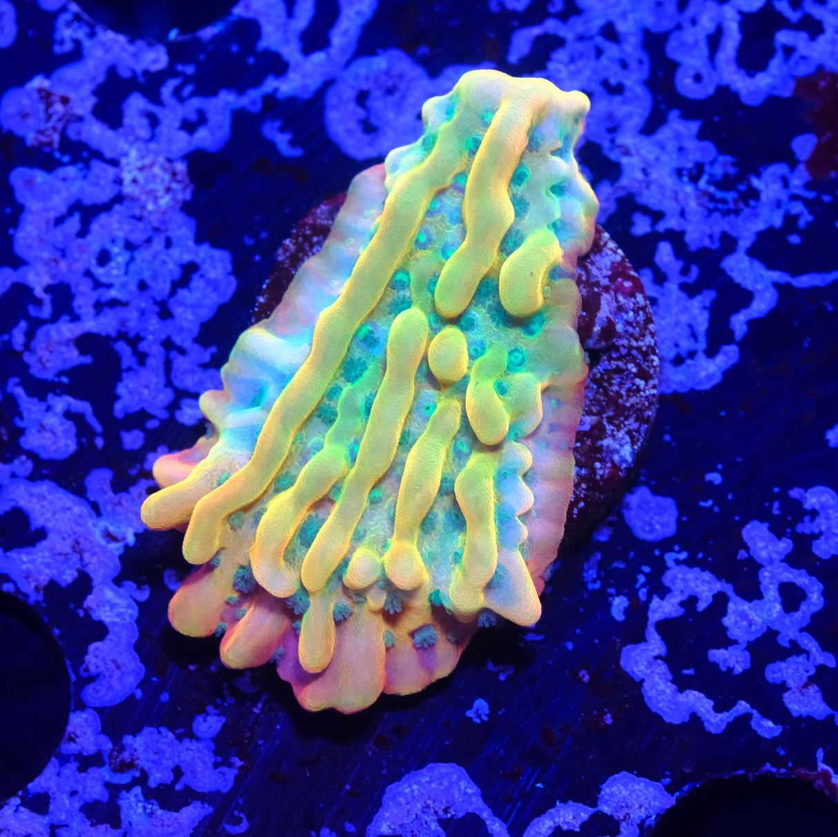 JF Beach Bum Montipora