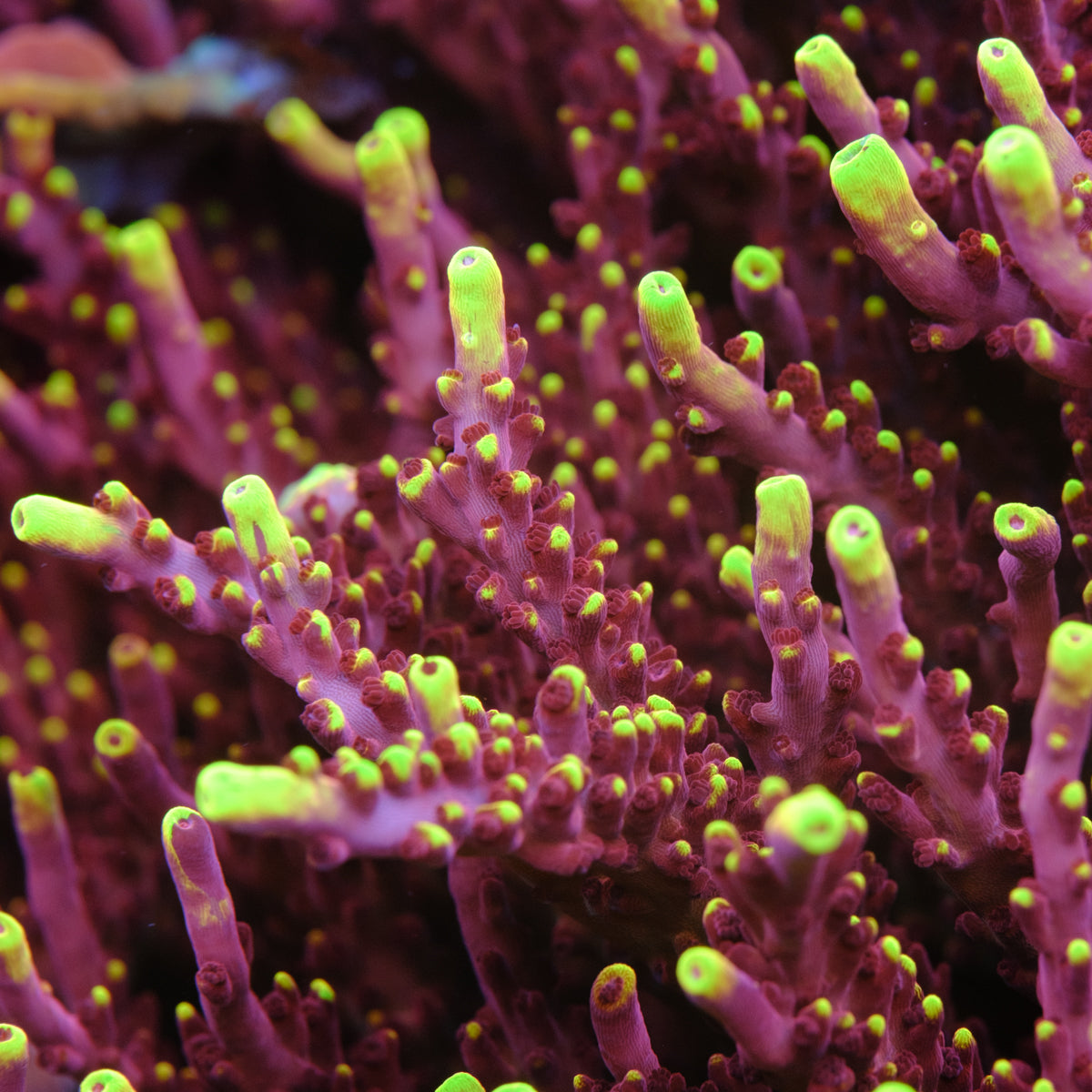 JF Fox Flame Acropora