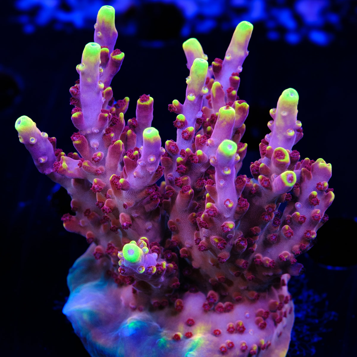 JF Fox Flame Acropora WYSIWYG - G2