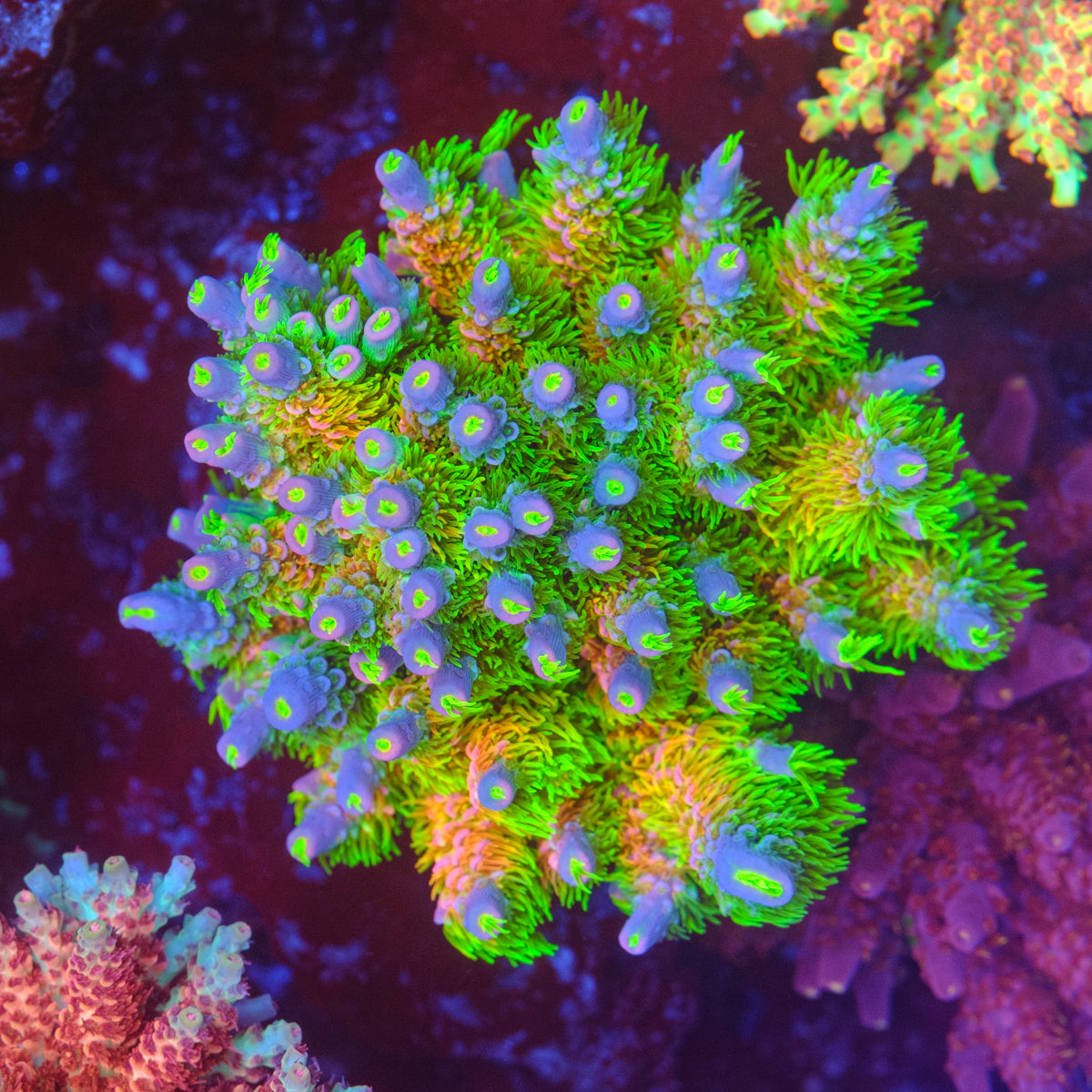 JF Homewrecker Acropora Tenuis