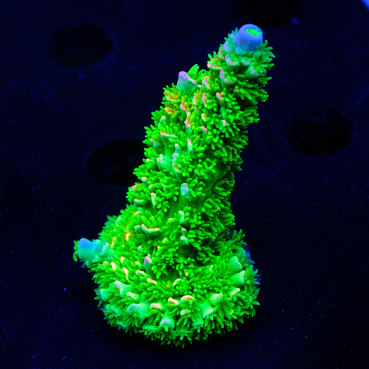 JF Homewrecker Acropora WYSIWYG -  L2