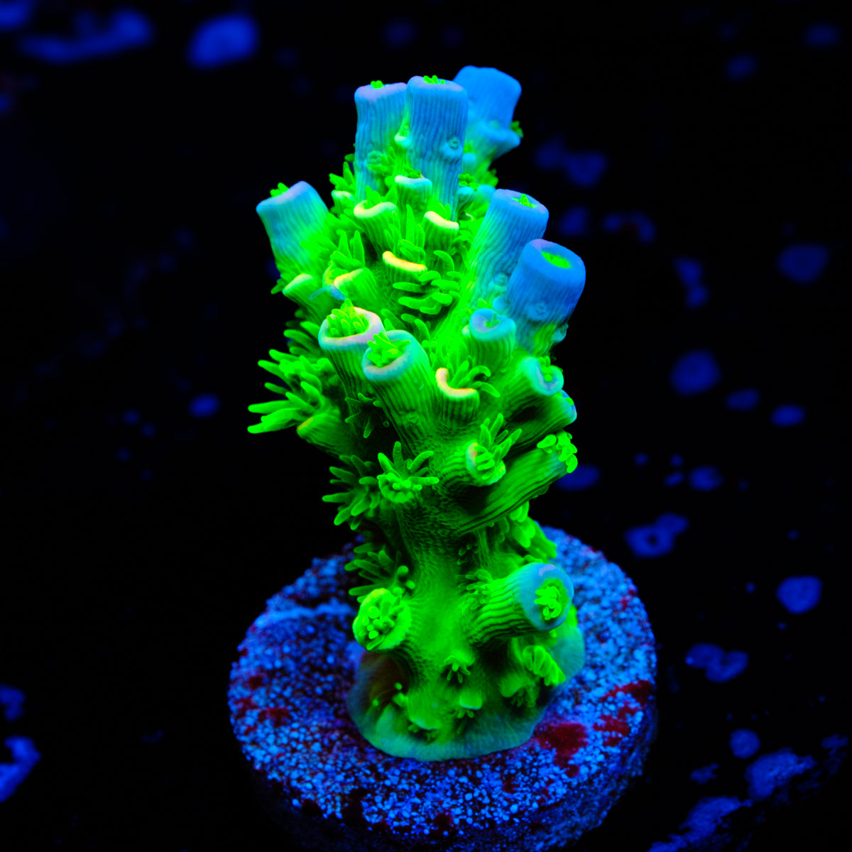 JF Homewrecker Acropora WYSIWYG -  V1