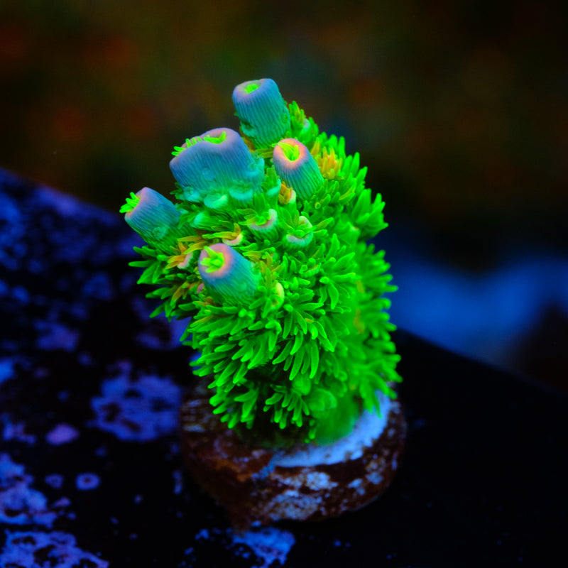 JF Homewrecker Acropora WYSIWYG - Z2