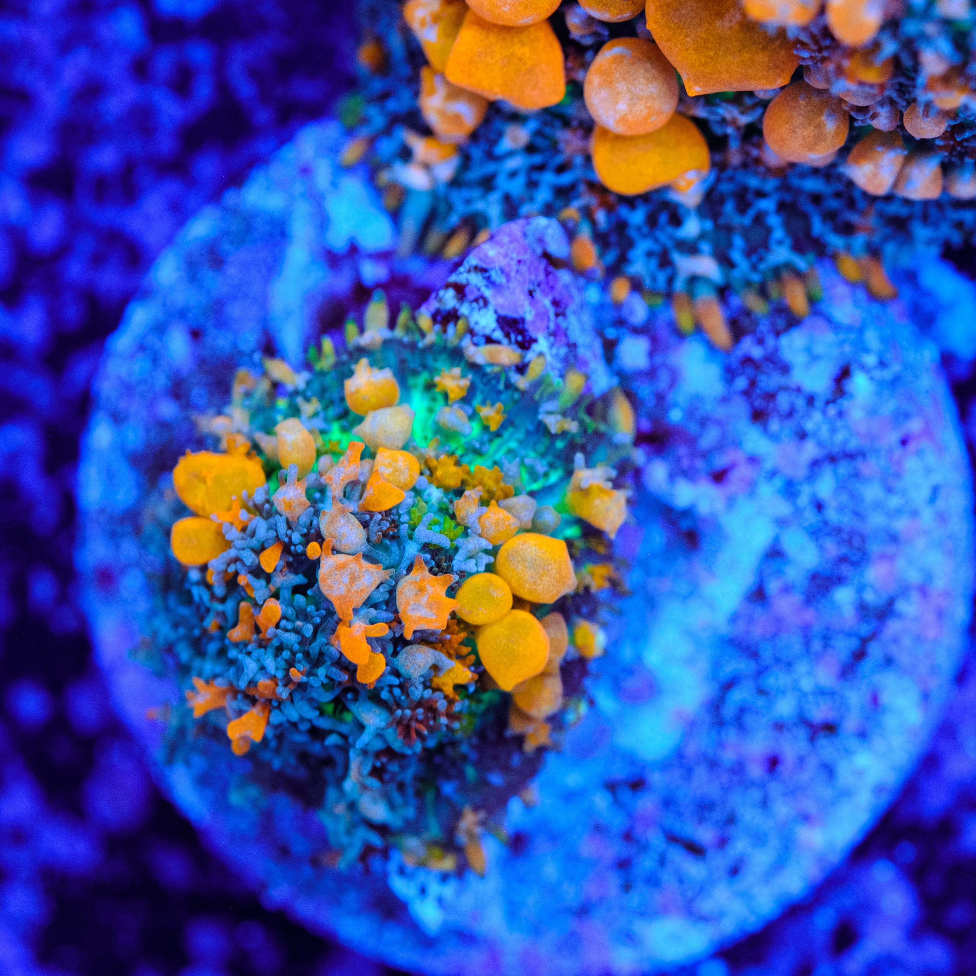 JF Sunkist Bounce Mushroom Coral – Underwater Wonders