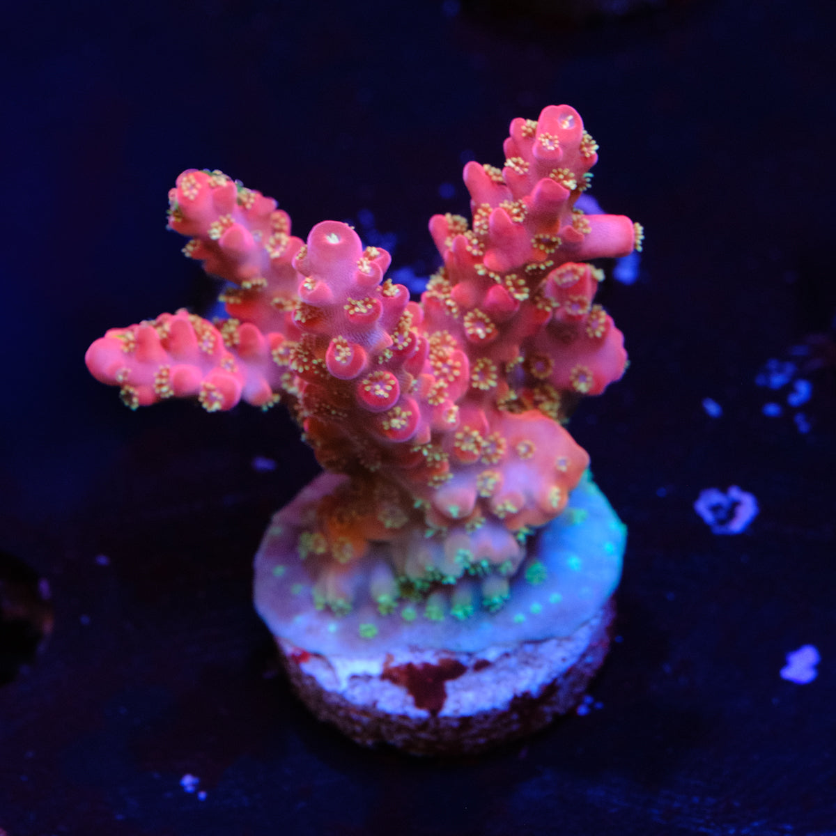 Jake Adams Rose Acropora WYSIWYG - M2-4