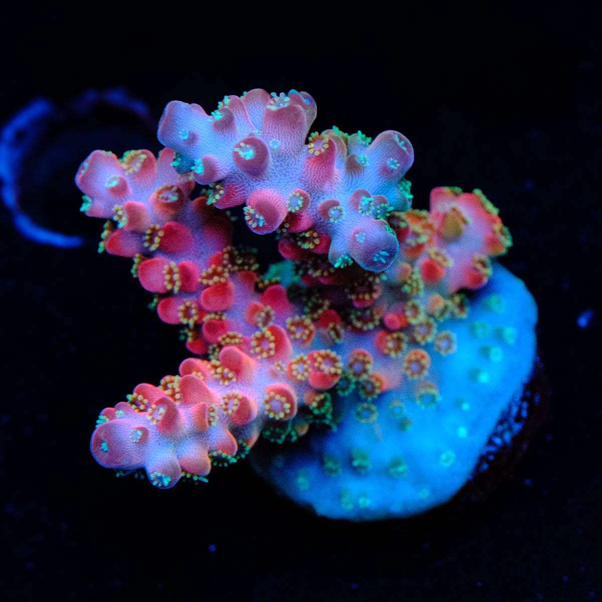 Jake Adams Rose Acropora WYSIWYG - W2-4