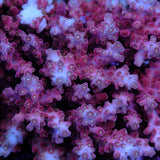 Jake Adams Rose Acropora