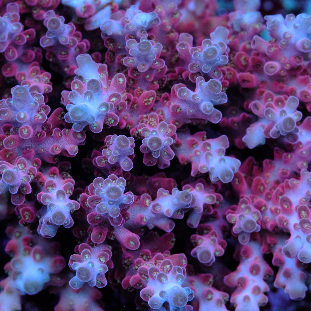 Jake Adams Rose Acropora