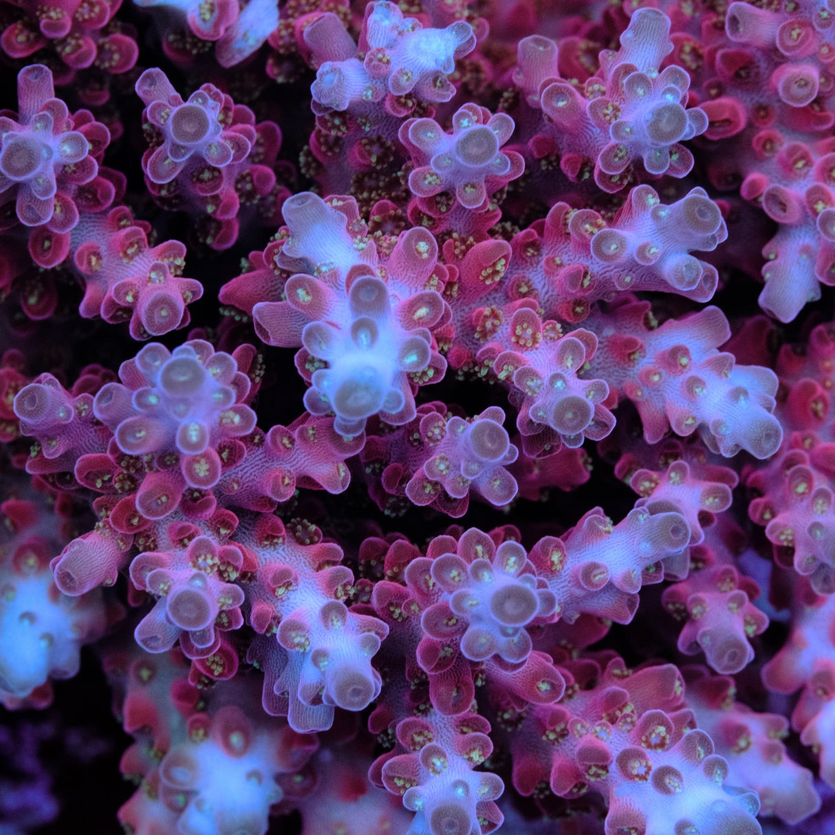 Jake Adams Rose Acropora