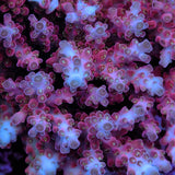 Jake Adams Rose Acropora