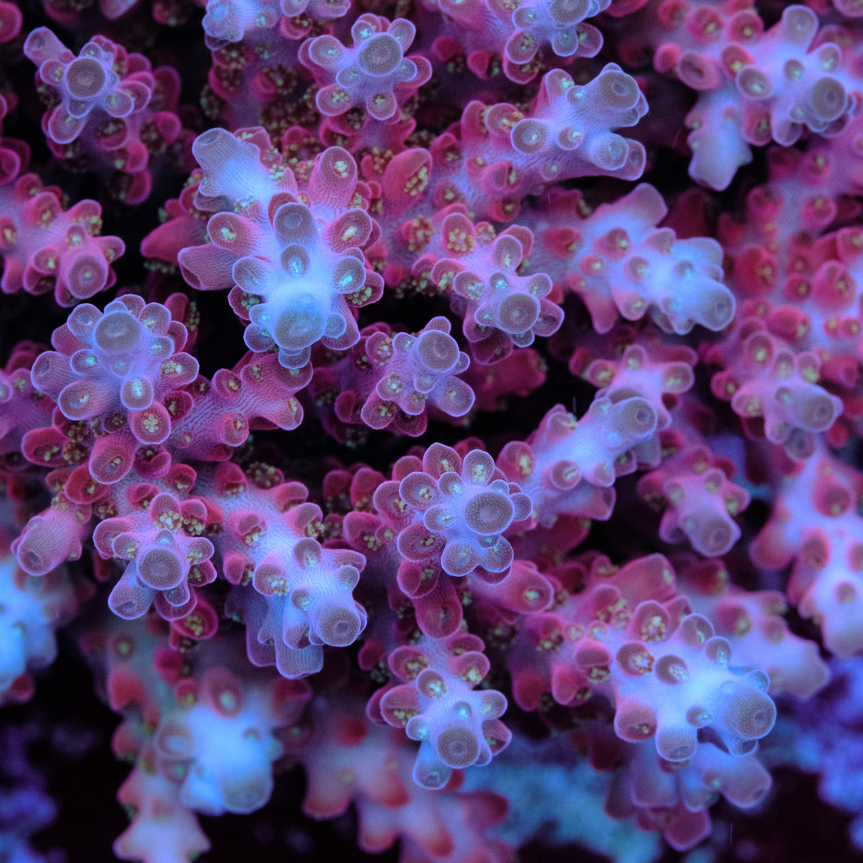 Jake Adams Rose Acropora