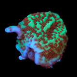 Jedi Mind Trick Montipora