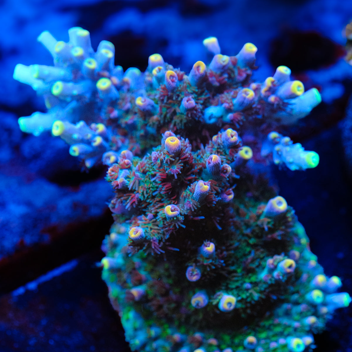 LRO Jamba Juice Acropora WYSIWYG - P1