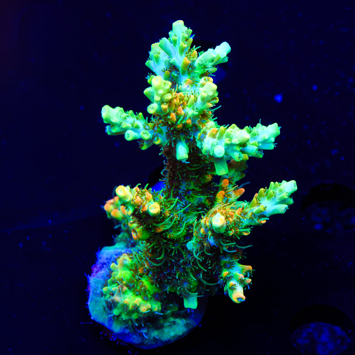 BC Lingenberry Vinegar Acropora WYSIWYG - A4