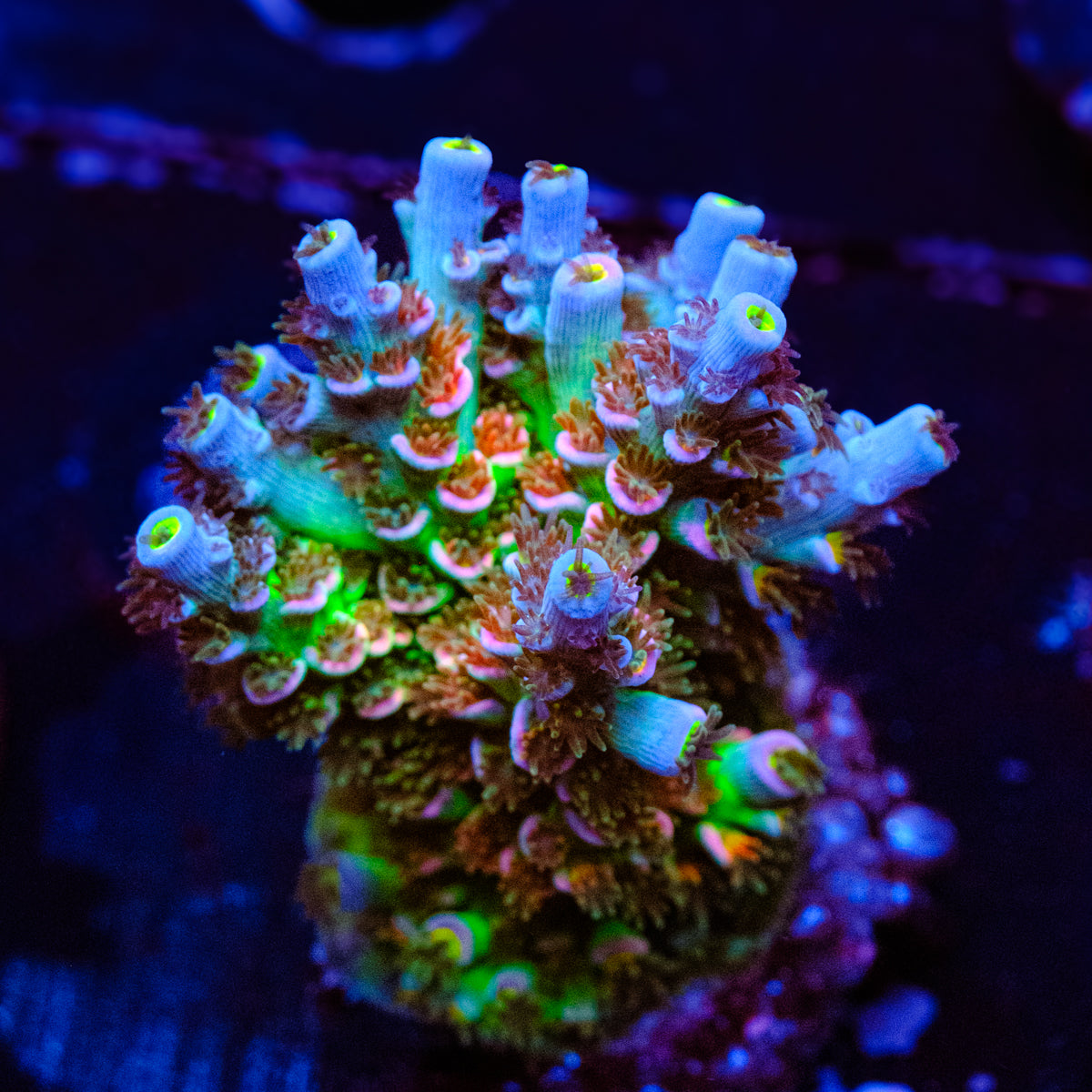MC Prom Queen / CC Pink Highlighter Acropora WYSIWYG - E2-4