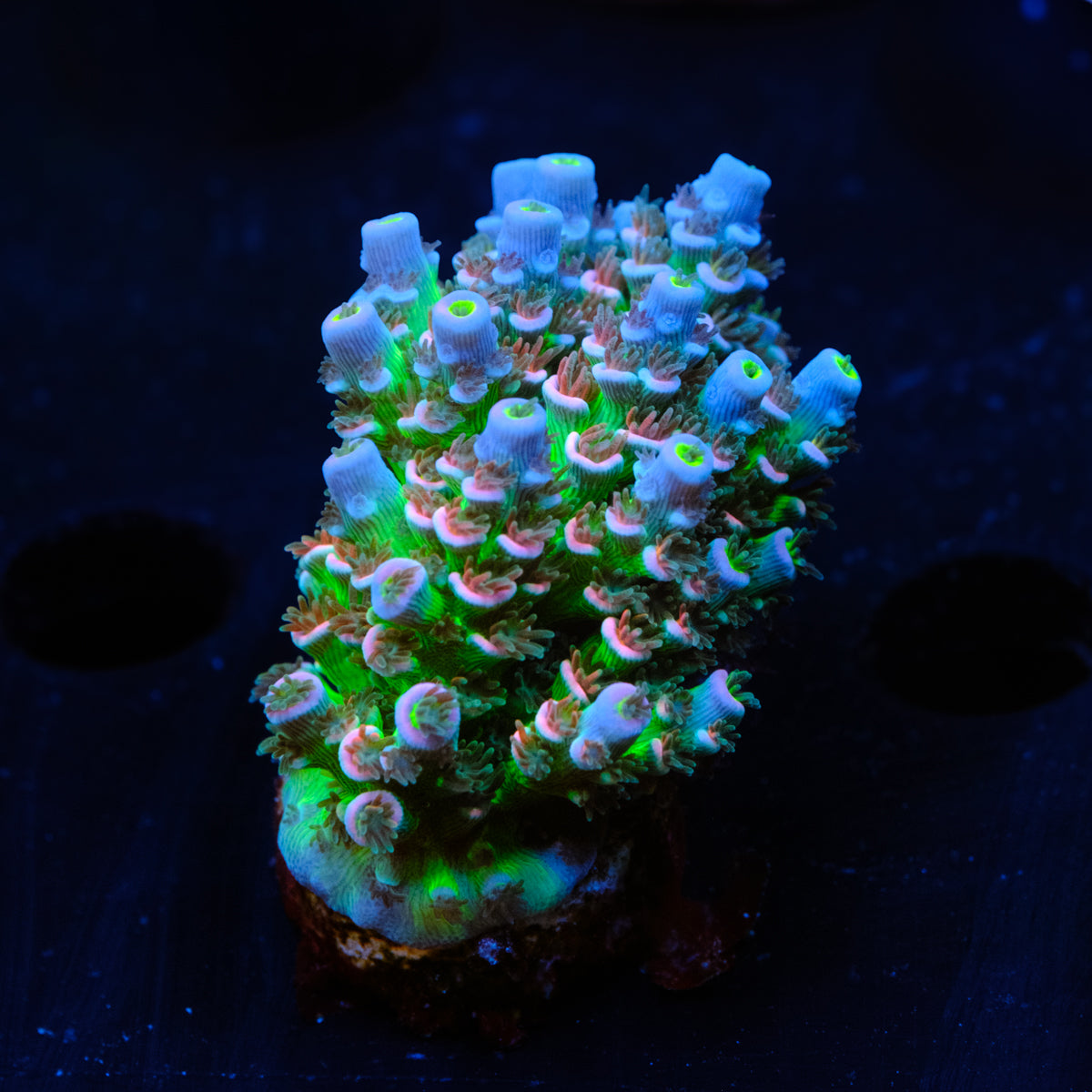 MC Prom Queen / CC Pink Highlighter Acropora WYSIWYG -  R2