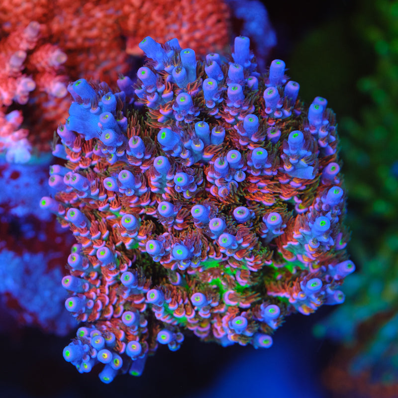MC Prom Queen Acropora