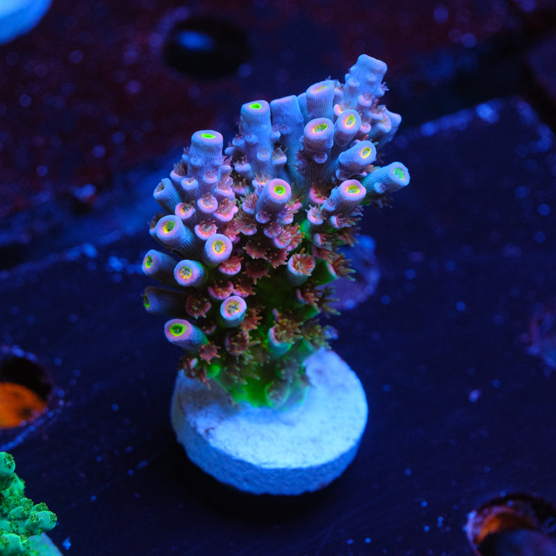 MC Prom Queen Acropora WYSIWYG G2-4