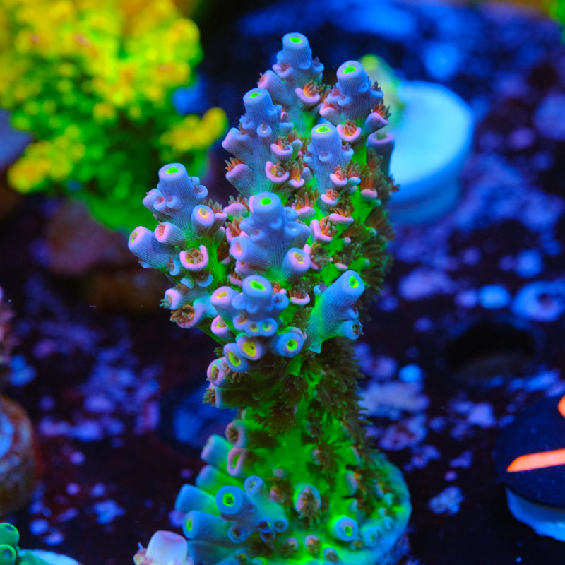 MC Prom Queen Acropora WYSIWYG - Y2