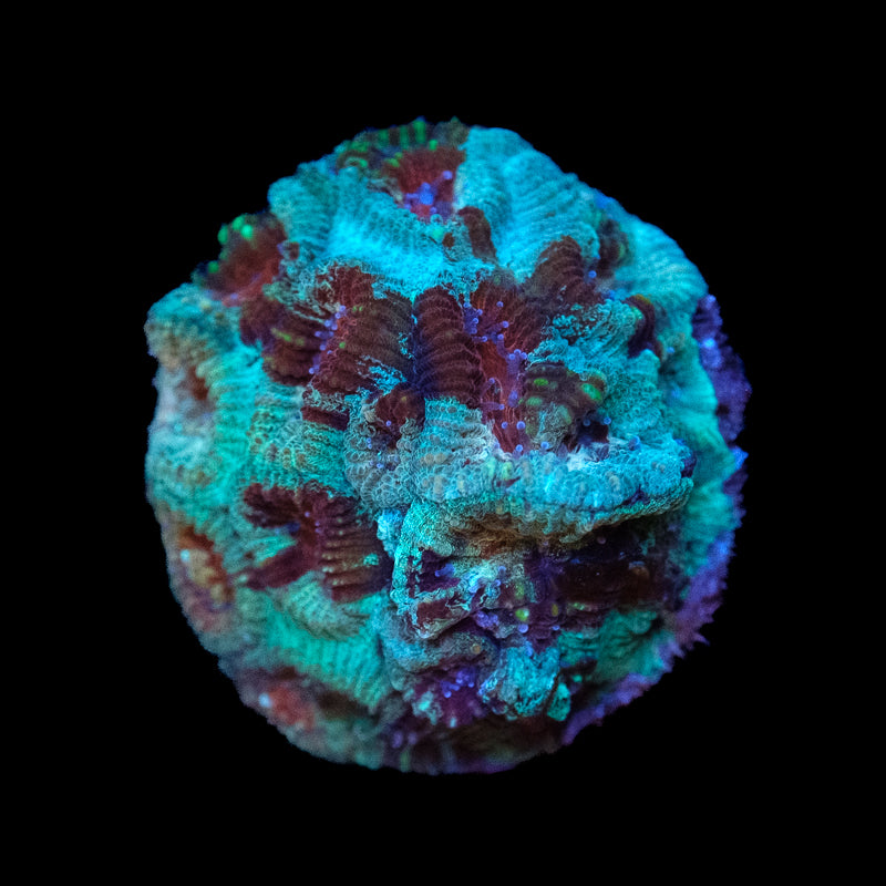 Marbled Favia