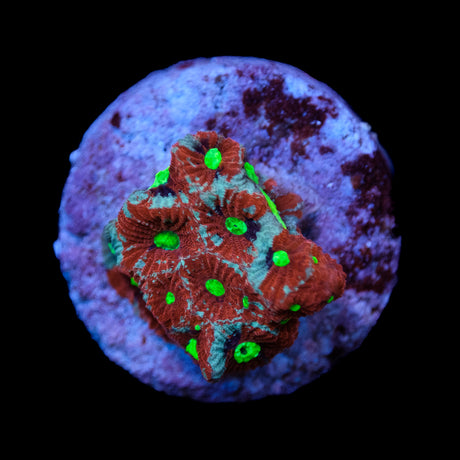 Marbled War Coral