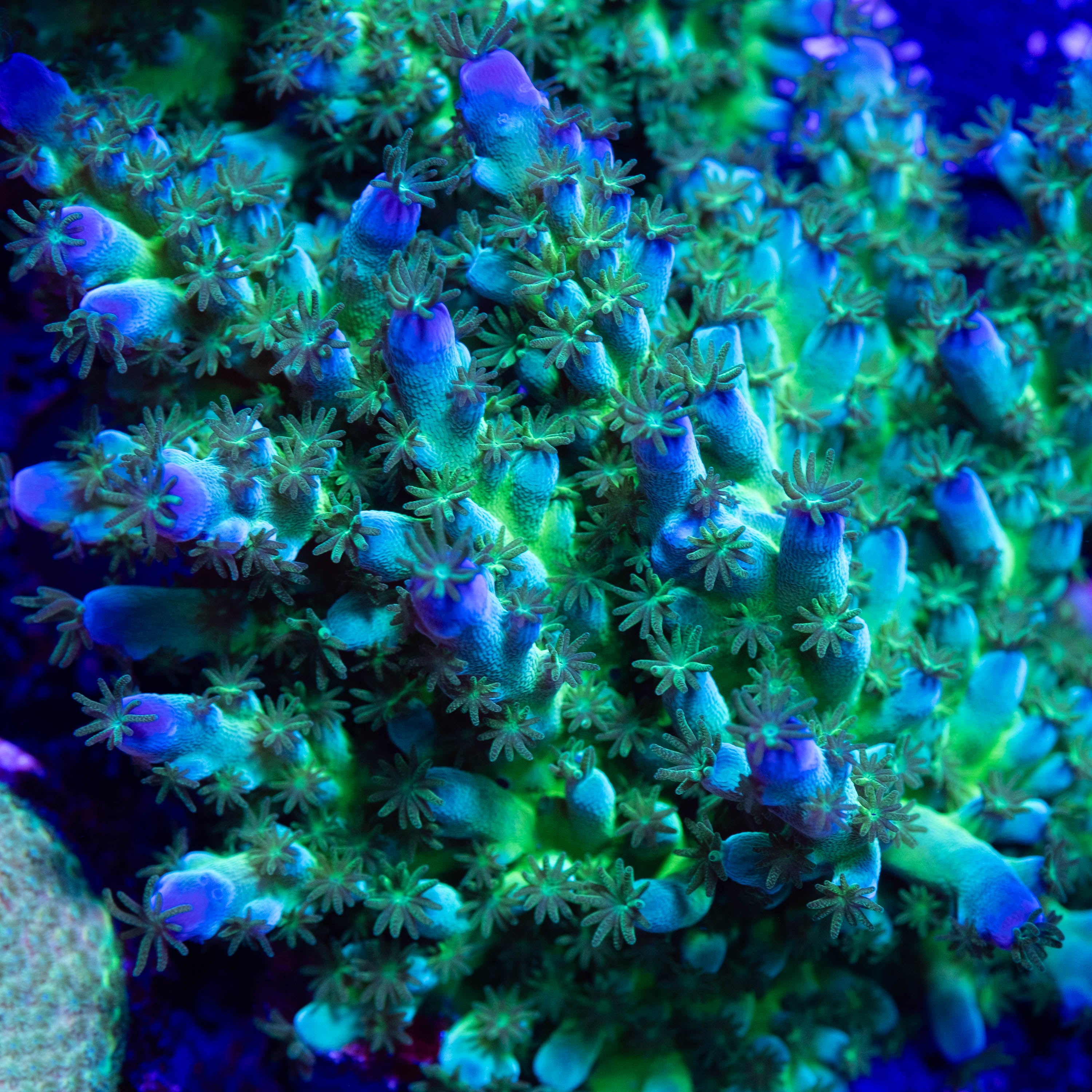 Miyagi Blue Green Tort Acropora – Underwater Wonders
