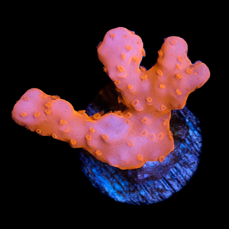 Montipora Setosa – Underwater Wonders